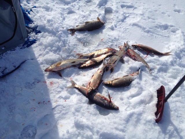 fish by my tent